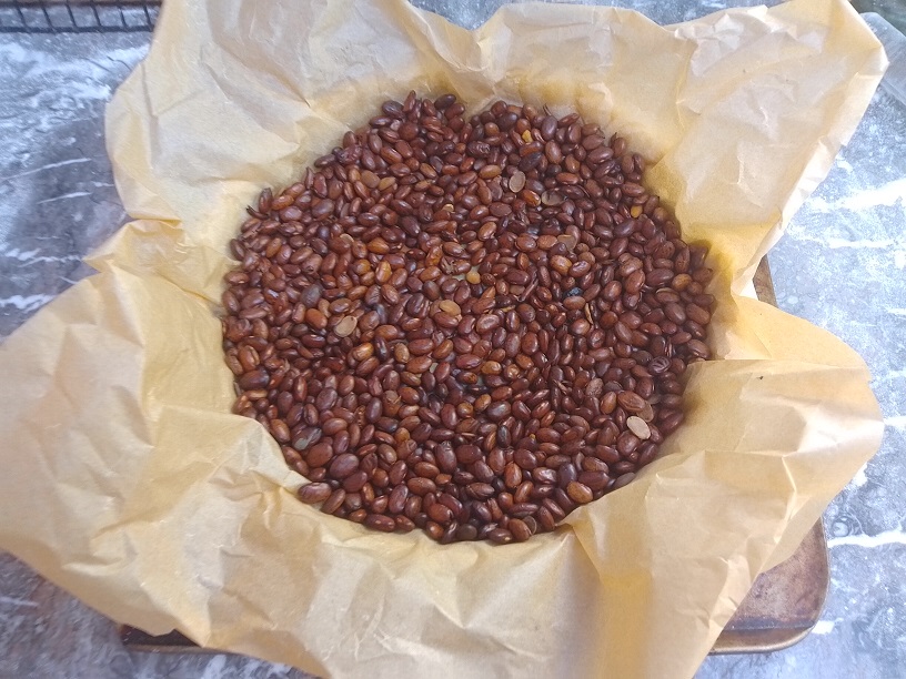 beaned